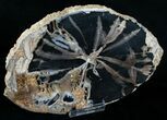 Large Blue Forest Petrified Wood Slice - #6210-2